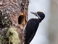 A2Z8132c  Black-backed Woodpecker (Picoides arcticus) - male by nest